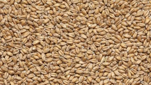 Солод пшеничный специальный импортный, Wheat Blanc, Castle Malting, мешок 25 кг