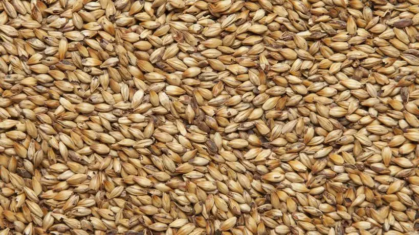 Солод ячменный светлый импортный, AROMA Medium, Holland Malt, мешок 25 кг