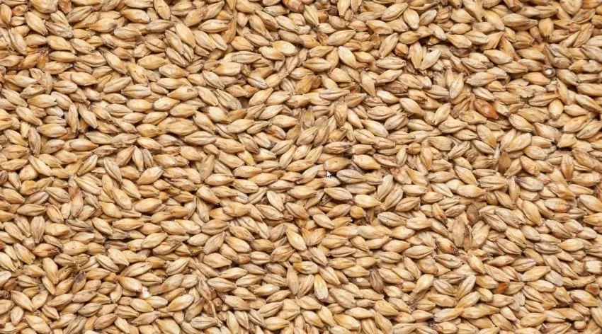 Солод ячменный специальный импортный, Cara Gold, 120, Castle Malting, мешок 25 кг