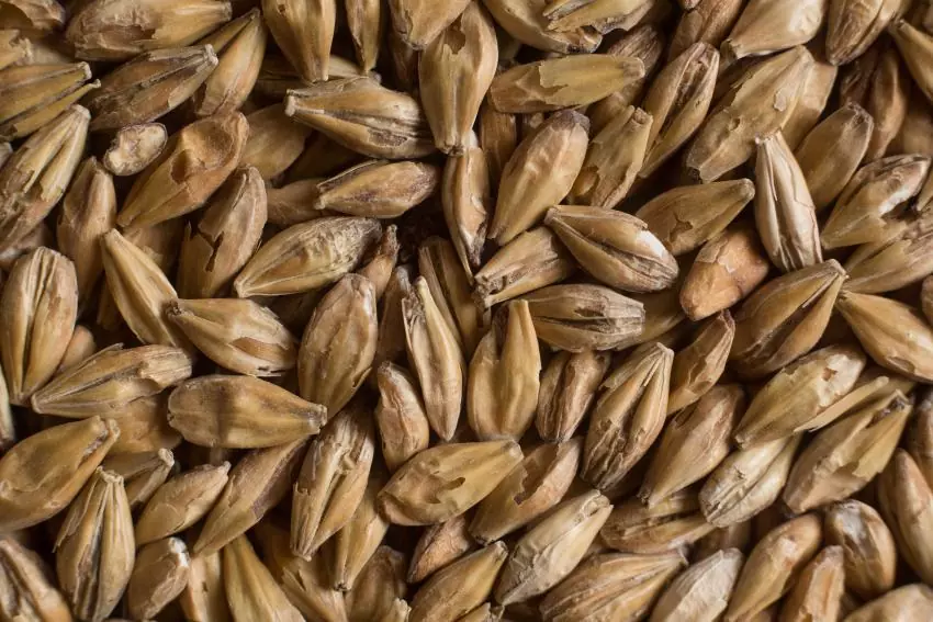 Солод ячменный светлый импортный, Acid malt, Castle Malting, мешок 5 кг