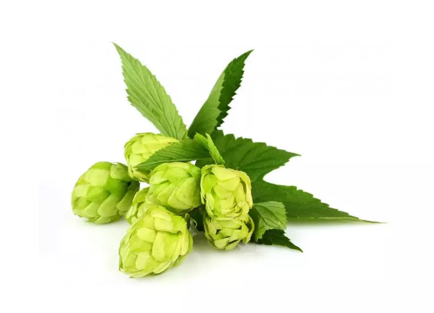 Хмель гранулированный Northern brewer (Норсерн бревер)