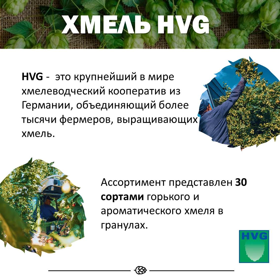 Хмель гранулированный Hallertau Mittelfruh (Халлертауер Миттелфрю)