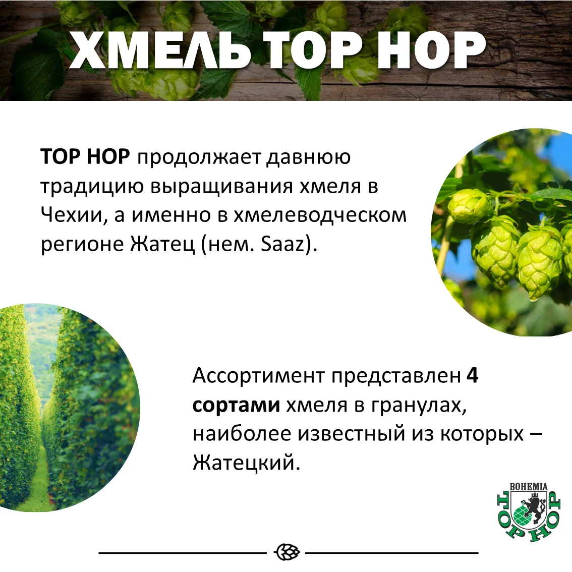 Хмель гранулированный Saaz (Жатецкий)