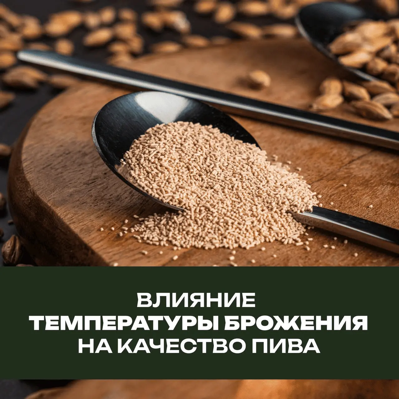 Влияние температуры на активность пивных дрожжей